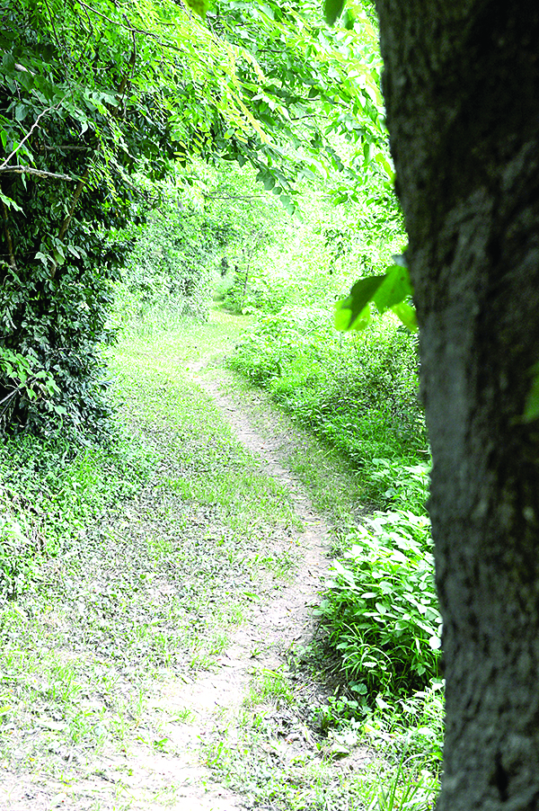 The trail has a canopy of trees for shade and lush foliage to accompany the hiker
