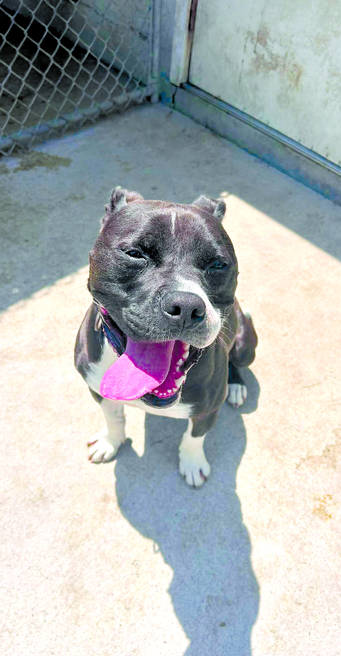 Chuck is a sweet boy. He just wants to be a couch potato. He's not too fond of cats. It takes him a little bit to warm up to you but he’s a big goofball that just wants to be loved.