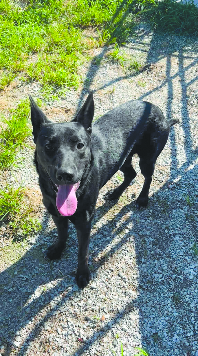 Febe is a sweet girl who gets along with other dogs and cats. She just wants to find her forever home where she can be loved.