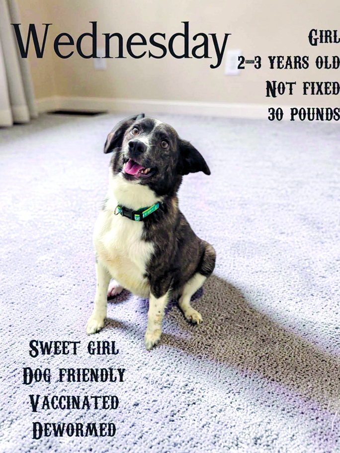 Wednesday is a sweet girl who just wants to be loved and be right next to you the whole time but also doesn’t like chickens.