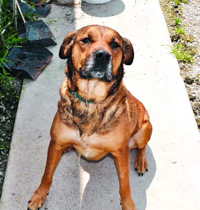 Gracie a big lover who loves kids and loves also having attention. She is dog and cat friendly and just wants to find her forever home. Contact the Animal Shelter, 1314 Bryan Griffin Road, Butler, at 859-472-5400. Dogs also are on the Facebook page, Pendleton County (KY) Animal Shelter.