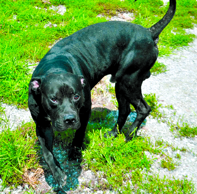 Max is a big gentle giant who loves attention and just wants to be cuddled and loves treats. Max is available for adoption at the Pendleton County Animal Shelter. “Please take a moment and look at all the dogs we have up for adoption and see if you could open your heart to adopt a new family member.”