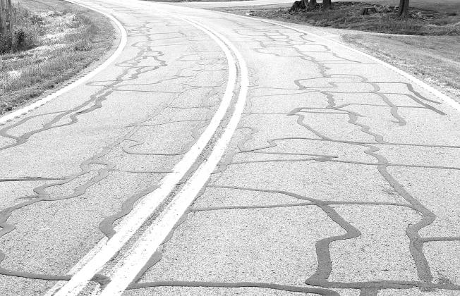 Tar snakes dot the roads of Pendleton County