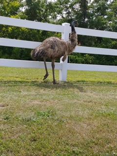 An emu ran the fence line at 1054 and 22 in Pendleton County before disappearing into the woods nearby.