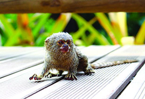 This stock picture of a marmoset shows the approximate appearance of the animal that was seized from Jeannie Wilson’s home last week. While they are small, they have high tempers and can bite, scratch and attack, according to the website, Animals Around the Globe.