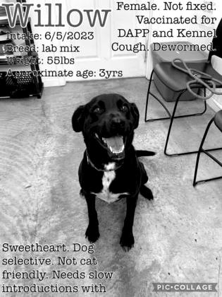 Female, lab mix, Willow