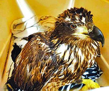 A young, injured eagle rescued Thursday from Reservoir Hill in Falmouth rests in a crate at Broadbent Wildlife Sanctuary in Meade County. Despite rescuers best efforts, the raptor died Friday. Its condition was too much to overcome. Photos courtesy Pendleton County Animal Control Officer John Bloomfield