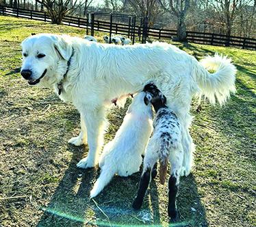 Kix the lamb and one of his canine siblings nurse together from Allie, who became a foster mom after Kix's mother rejected him.