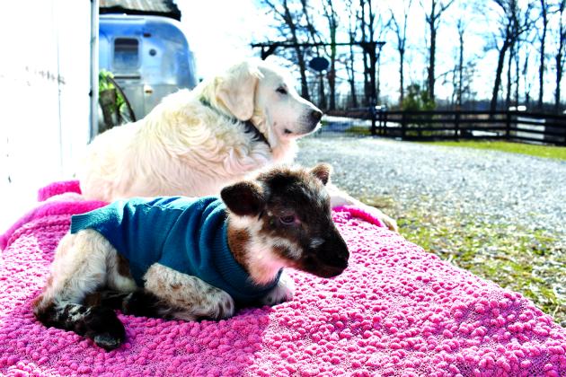 Kix, the lamb, with her foster mother, Allie, a Great Pyrenees, at BlackSheep Farmstead, Falmouth.