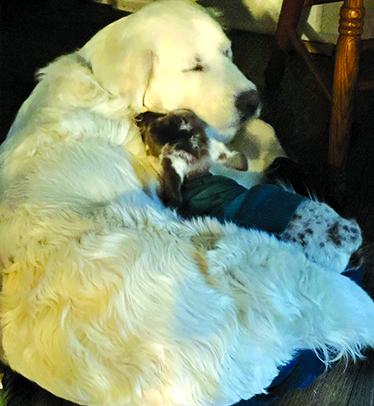 Kix, the lamb, with her foster mother, Allie, a Great Pyrenees, at BlackSheep Farmstead, Falmouth.