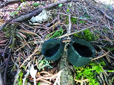 These are two of the rare species of black cup mushrooms that Amanda McElfresh discovered on her farm bordering Kincaid Lake. Photo by Amanda McElfresh.