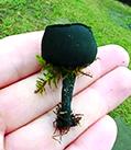 Amanda McElfresh holds one of the rare Donadinia seaveri species of black cup mushroom she found her woods in Falmouth.