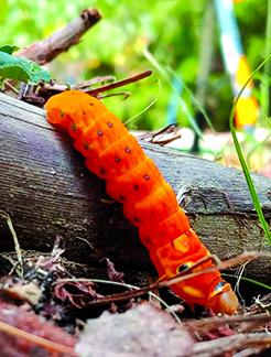 Amanda McElfresh took this photo of a caterpillar that will become a spicebush swallowtail butterfly.