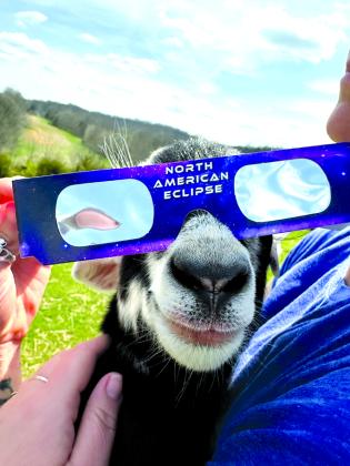 A goat on BlackSheep Farmstead in Falmouth gets a chance to view the eclipse. But the farm animals didn’t seem particularly interested. Photo by Jen Short.