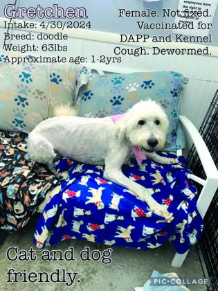 Who needs a doodle? Gretchen is so sweet and ready for her forever home. She will need continued grooming.