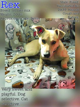 Rex is on the smaller side and he’s young with a ton of energy. He just needs someone willing to spend time with him and show him the ropes. He is dog and cat selective.