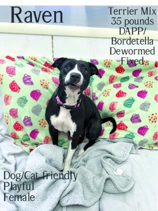 Raven is a super sweet gal. Friendly and ready for someone to give her some lovin’.