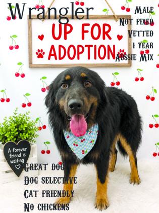Wrangler is such a great dog. Why no one has come for him is beyond our imagination. Sweet boy.