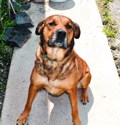 Gracie a big lover who loves kids and loves also having attention. She is dog and cat friendly and just wants to find her forever home. Contact the Animal Shelter, 1314 Bryan Griffin Road, Butler, at 859-472-5400. Dogs also are on the Facebook page, Pendleton County (KY) Animal Shelter.