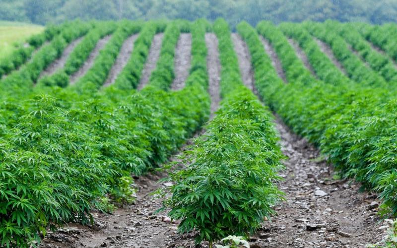 hemp farming
