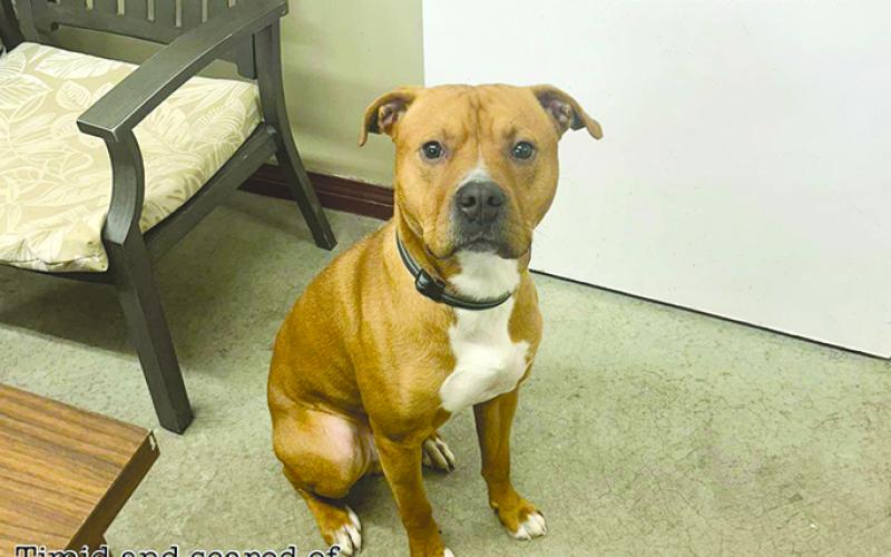 Axel came to the shelter socially shy and just wanted to hide in the corner. He didn’t know what a toy was, or a treat and a kind hand. But this big guy has come of out his shadow and while treats are still questionable he loves to play and bounce around outside. He’s dog friendly; cats to be determined.