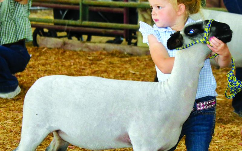 Haisley Courtney watches the judge while showing her sheep. Photos by Lisa Arnold.