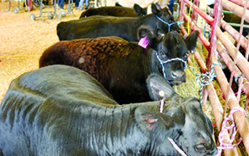 Cattle rest between shows.