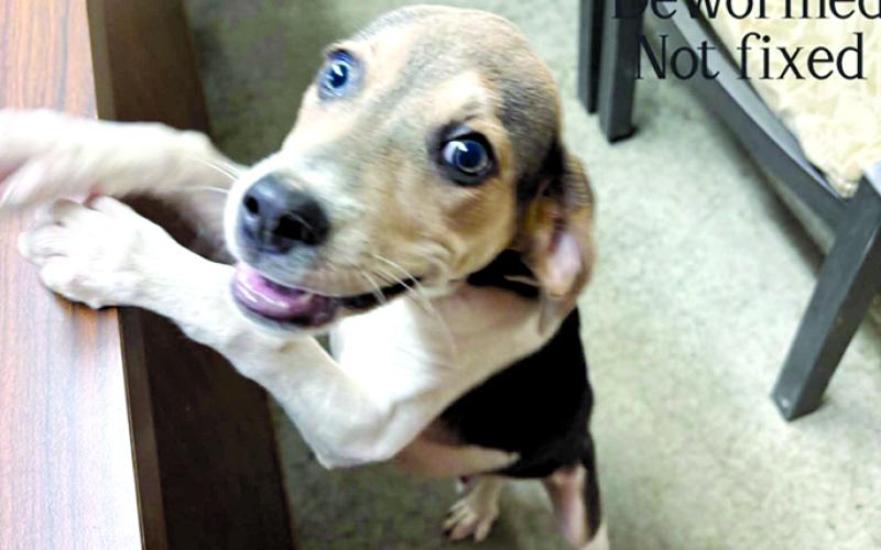 Check please! Silo is a young boy and needs a little help minding his manners. Such a puppy but is very cute and trainable. Come visit him.