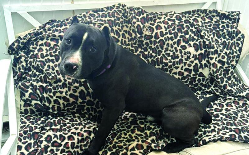 Biscuit is a sweet boy and he is very cute with his tiny ears. He loves everyone.