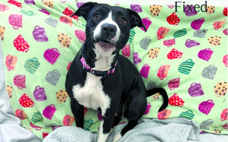 Raven is a super sweet gal. Friendly and ready for someone to give her some lovin’.