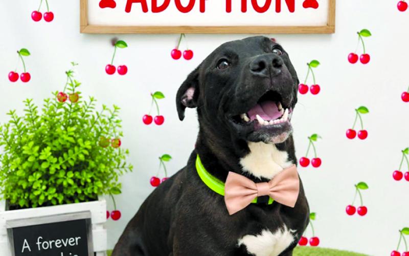 Toby is a special boy. He is now fixed and ready for his forever home. He is a sweet boy who loves everybody.