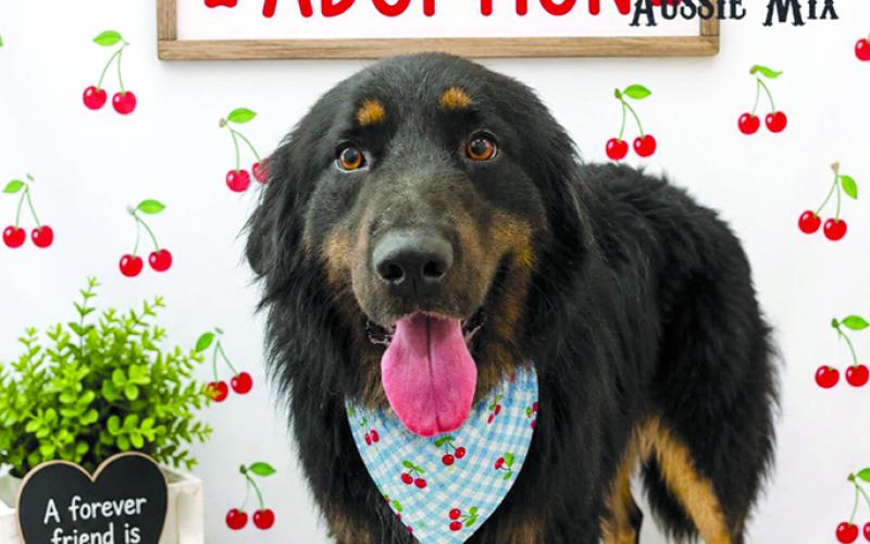 Wrangler is such a great dog. Why no one has come for him is beyond our imagination. Sweet boy.