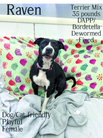 Raven is a super sweet gal. Friendly and ready for someone to give her some lovin’.