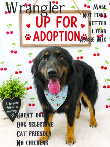 Wrangler is such a great dog. Why no one has come for him is beyond our imagination. Sweet boy.