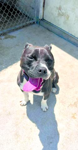 Chuck is a sweet boy. He just wants to be a couch potato. He's not too fond of cats. It takes him a little bit to warm up to you but he’s a big goofball that just wants to be loved.