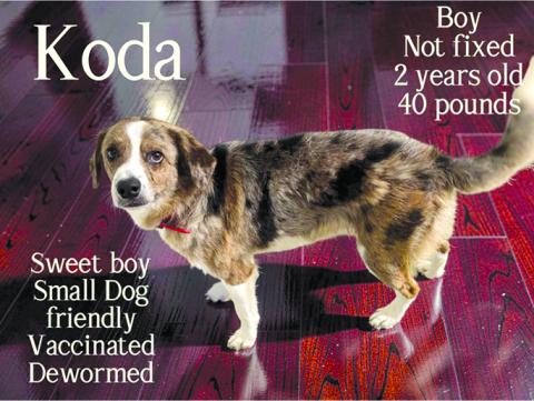 Koda is a sweet boy who wants to find his forever home sweetest dog great with small dogs but not big dogs as he was attacked by a big dog but doesn’t like chickens.