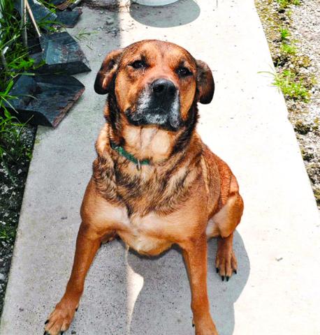 Gracie a big lover who loves kids and loves also having attention. She is dog and cat friendly and just wants to find her forever home. Contact the Animal Shelter, 1314 Bryan Griffin Road, Butler, at 859-472-5400. Dogs also are on the Facebook page, Pendleton County (KY) Animal Shelter.