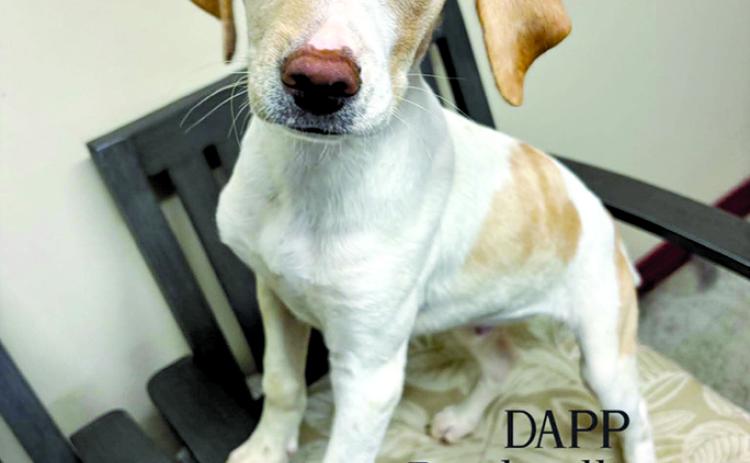 Someone give this sweet baby boy a new home. Quin is very quiet in his kennel and just needs a home where he can be a puppy.